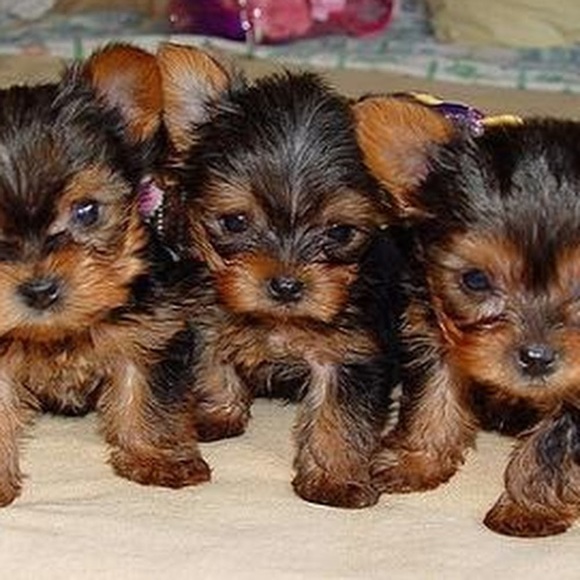 Meet your Posher, Anne carrington - Picture 1 of 1